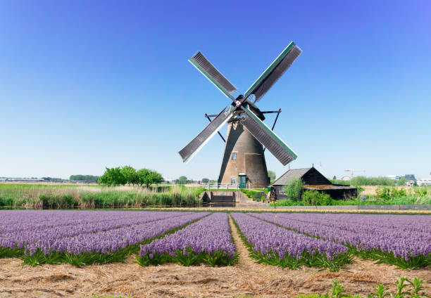 molinos de viento holandeses - amsterdam canal netherlands dutch culture fotografías e imágenes de stock