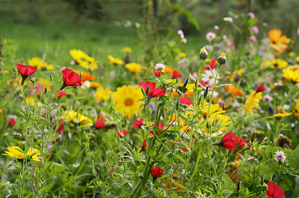 マリーゴールド、赤色フラックスやその他の花の牧草地での夏。 - 5141 ストックフォトと画像