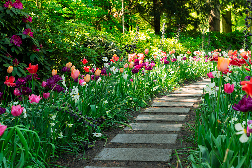 Colourful Tulips and spring flowers mixed Flowerbeds, green grass and Stone Pathway in Formal Garden, toned