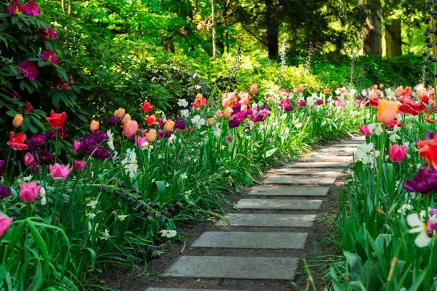 Photo of Spring Tulips Flowerbeds