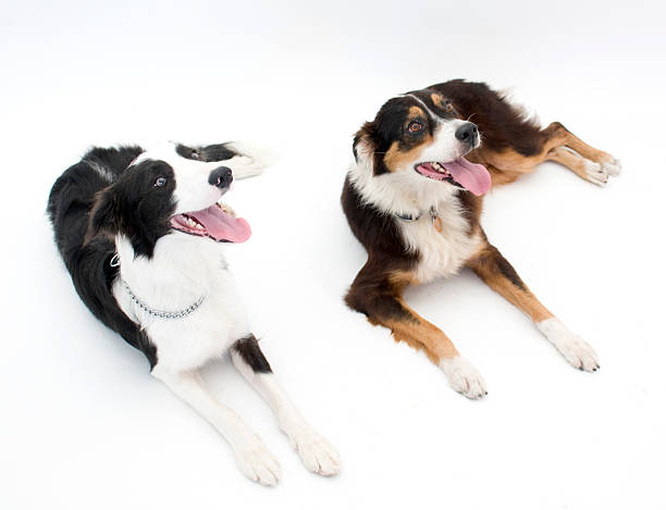 istock Border Collie and Australian Shepherd 95859589