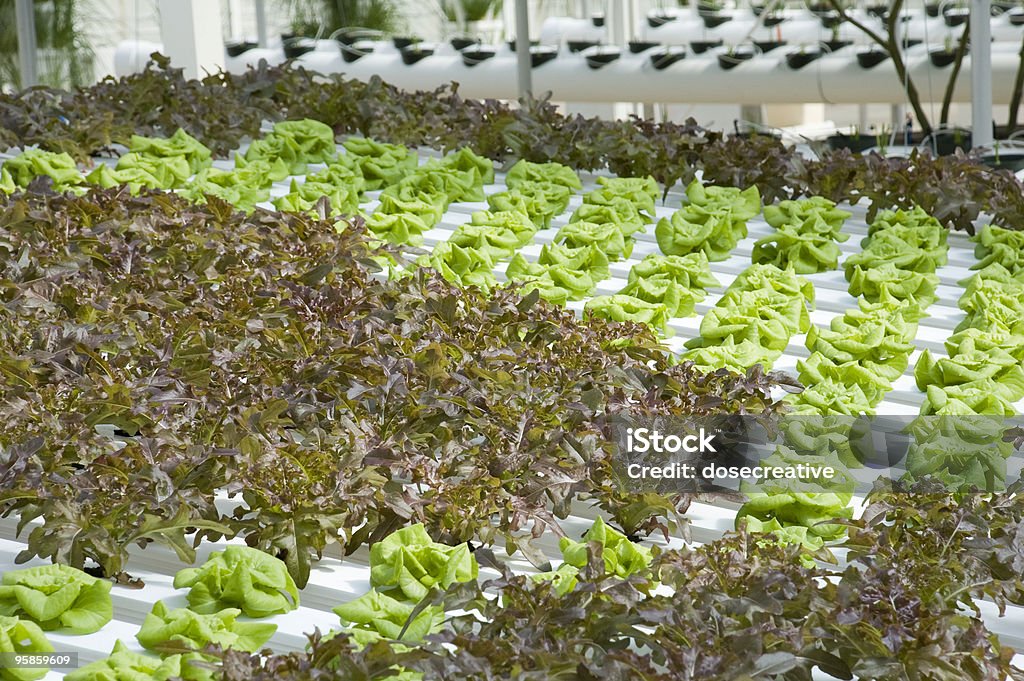 Hidropónica con lechuga repollo y - Foto de stock de Alimento libre de derechos