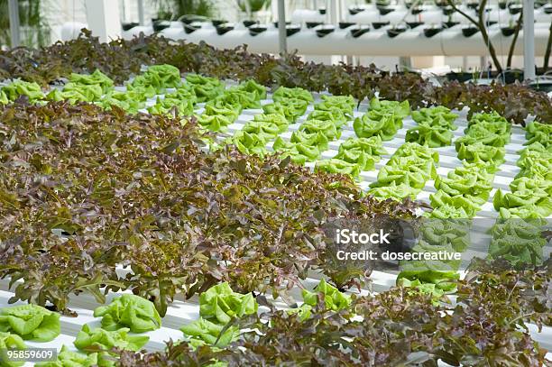 Hidropónica Con Lechuga Repollo Y Foto de stock y más banco de imágenes de Alimento - Alimento, Col, Color - Tipo de imagen