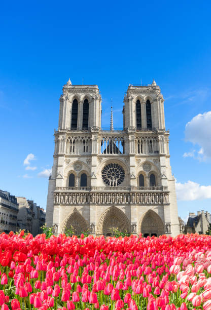 facciata della cattedrale di notre dame, parigi, francia - medieval autumn cathedral vertical foto e immagini stock