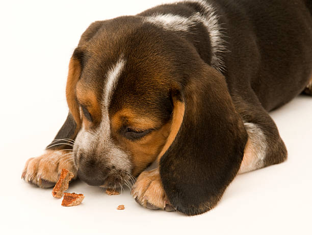 istock Beagle Puppy Eating Treat 95859980