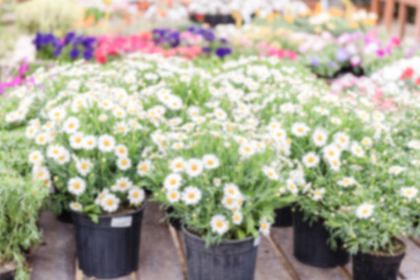 Defocused background with beautiful daisy flowers in vases. Intentionally blurred post production for bokeh effect
