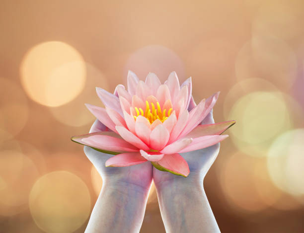 día de vesak, día de budista prestado, cumpleaños del buda adorando concepto con manos de mujer sosteniendo agua lilly o loto flor - water lily lotus water lily fotografías e imágenes de stock