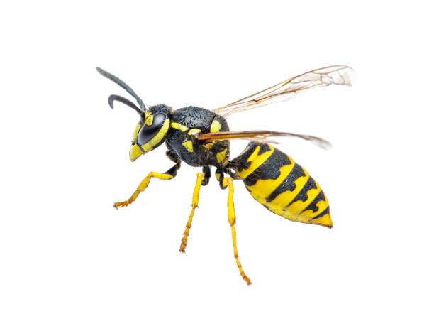 insecto de avispa chaqueta amarilla aislado en blanco - saco fotografías e imágenes de stock