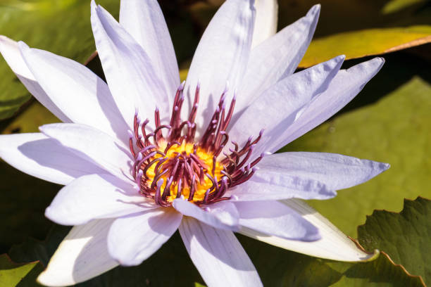 blue star wasser lilie nymphaea nouchali blüten - water lily lily water water garden stock-fotos und bilder
