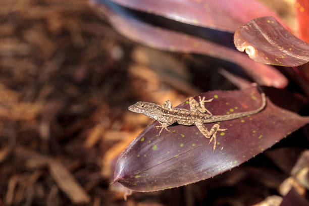 istock Brown anole lizard Anolis sagrei 958608518