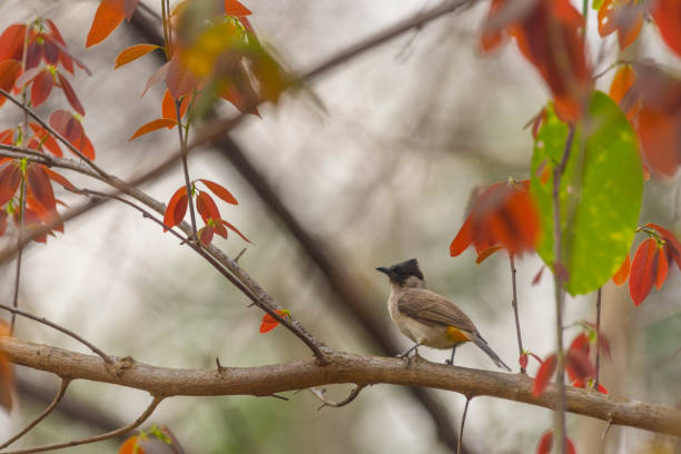istock bird in tropical forest, Thailand 958608622