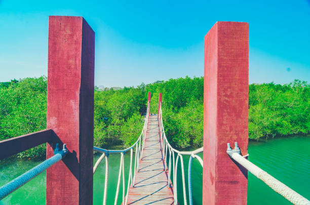 istock Wooden walking bridge in mangrove forest 958608892