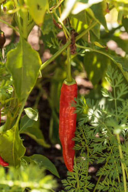 istock Cheyenne pepper hybrid in an organic vegetable garden 958609064