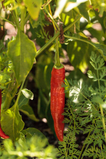 Cheyenne pepper hybrid in an organic vegetable garden
