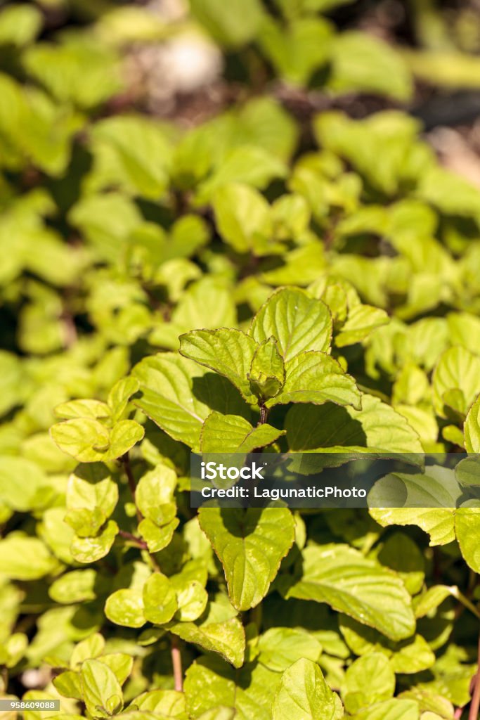 Chocolate mint herb Mentha x piperita Chocolate Chocolate mint herb Mentha x piperita Chocolate grows in an organic herb garden on a farm in Naples, Florida Agriculture Stock Photo