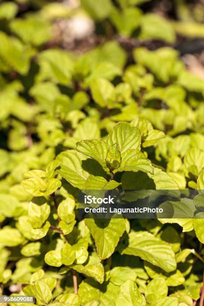Chocolate Mint Herb Mentha X Piperita Chocolate Stock Photo - Download Image Now - Agriculture, Chocolate, Farm