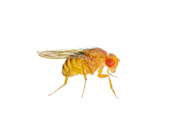 istock Drosophila Fruit Fly Insect Isolated on White Background 958609216
