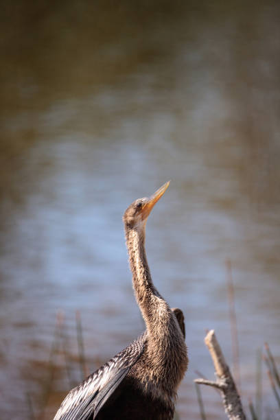 istock Female Anhinga bird called Anhinga anhinga 958612036