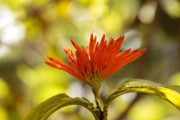 istock Orange Mexican honeysuckle Justicia sidicaro flower 958612514