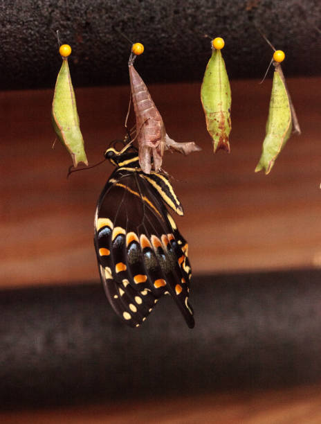 istock Palamedes swallowtail butterfly, Papilio palamedes 958612552