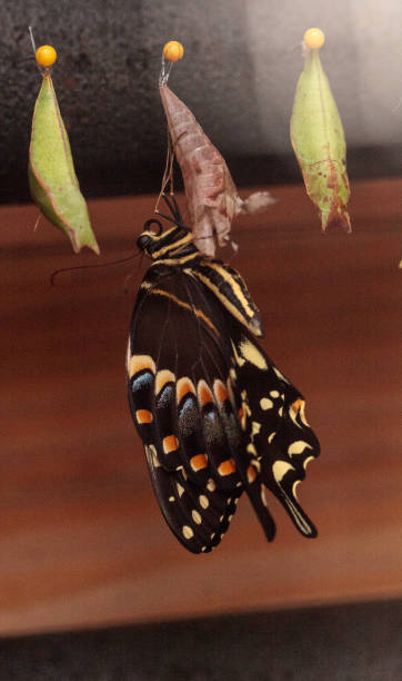istock Palamedes swallowtail butterfly, Papilio palamedes 958612562