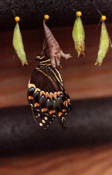 istock Palamedes swallowtail butterfly, Papilio palamedes 958612564