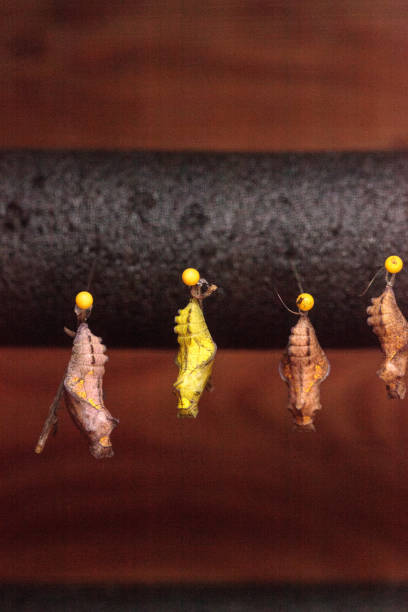 Pipevine Swallowtail butterfly chrysalis Battus philenor in a butterfly garden in Naples, Florida