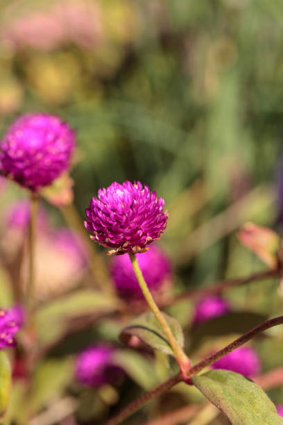 istock Gomphrena globosa Purple flower 958615336