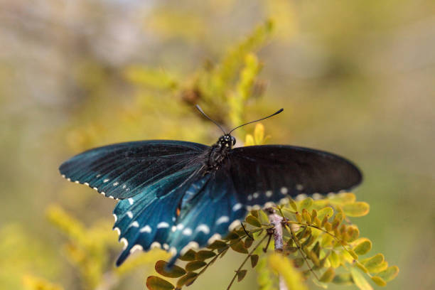 istock Pipevine Swallowtail butterfly Battus philenor wings 958615422