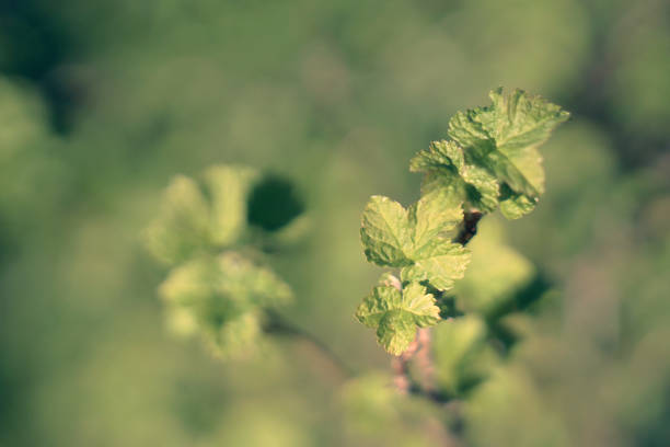 Fresh twig with new leaves in the wild forest