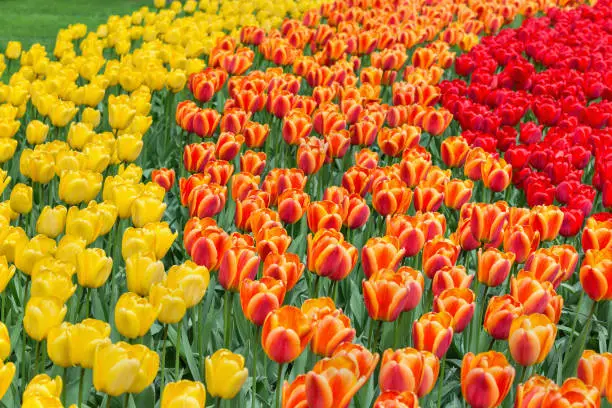 Yellow, orange and red tulips in a park background. Selective focus.