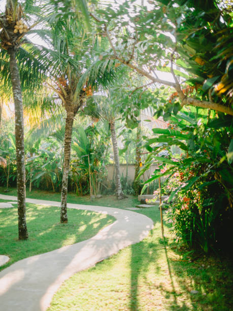 istock Tropical coconut palms and plants in Bali at sunrise light 958625694