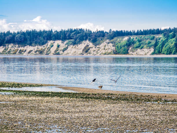 istock Great Blue Heron and dogs 958625840