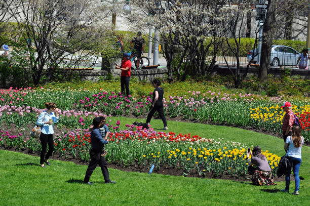 el festival canadiense del tulipán - ottawa tulip festival fotografías e imágenes de stock