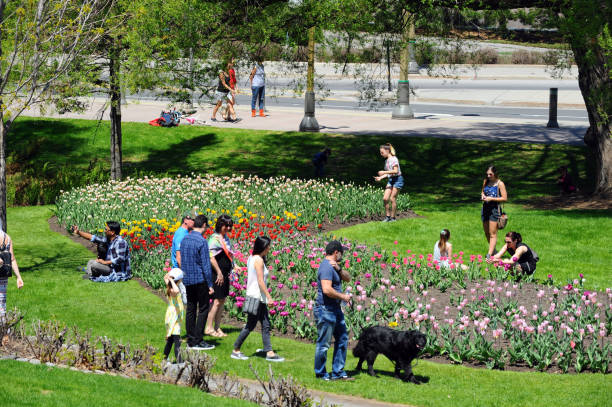 el festival canadiense del tulipán - ottawa tulip festival fotografías e imágenes de stock