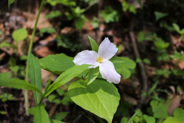 istock White Trillium Flower Blooming in the Forest in Springtime 958626936