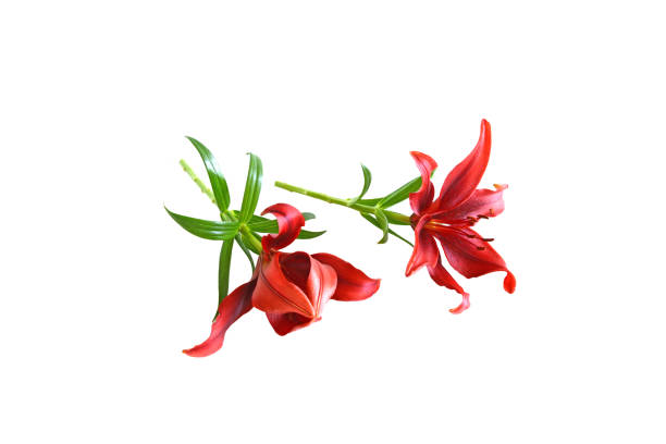 istock Cutout Red lily flower of white background 958630374