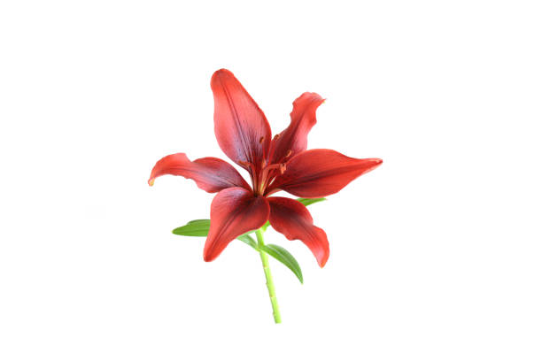 istock Cutout Red lily flower of white background 958630378
