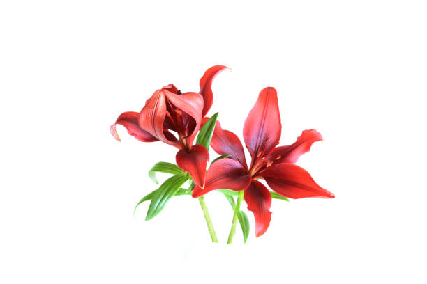 istock Cutout Red lily flower of white background 958630380