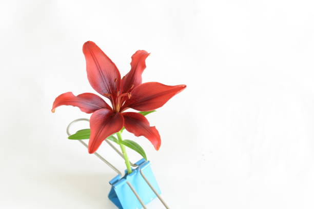 cutout Red lily flower picture of white background
