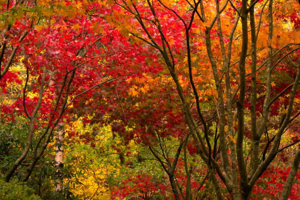 istock Colorful Autumn leaves and trees background 958631172
