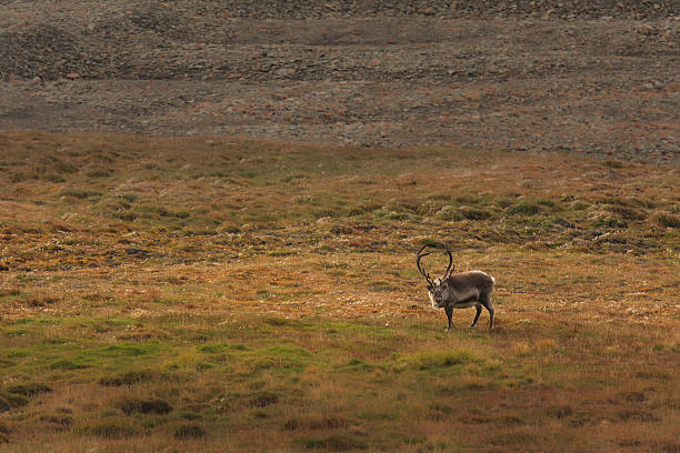 Lone Reindeer in Field stock photo