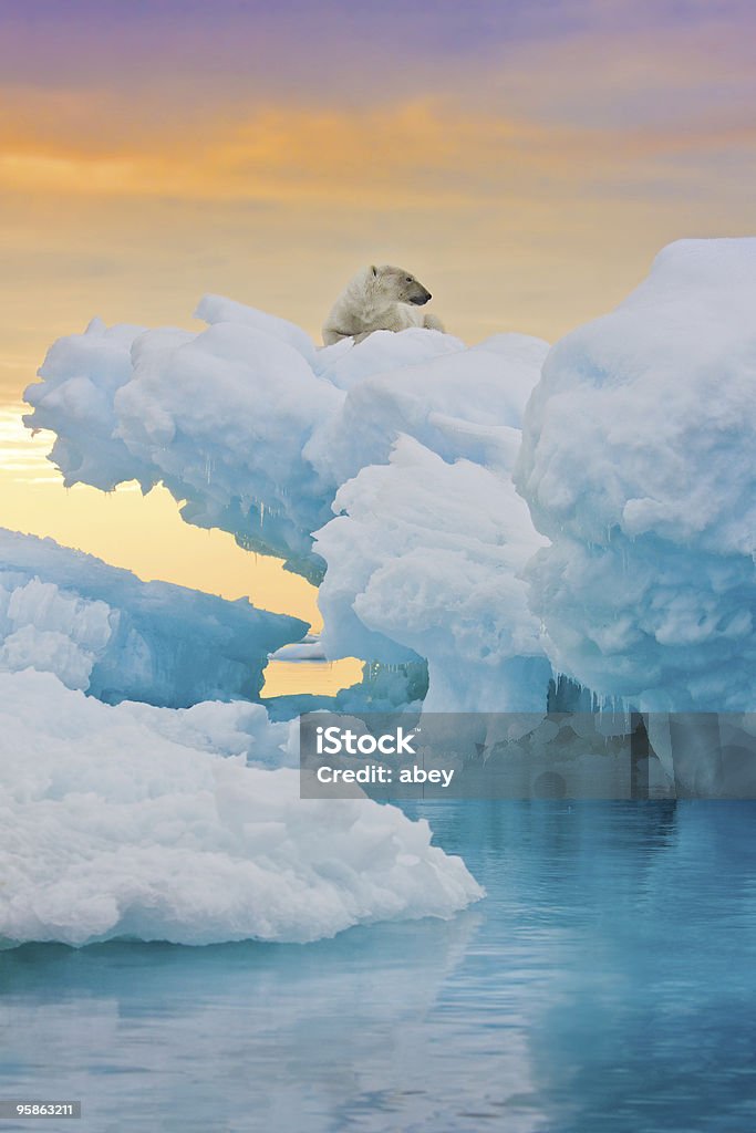 Polar Bear on Frozen Outcrop  Polar Bear Stock Photo