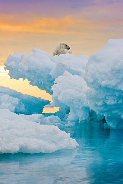 Polar Bear on Frozen Outcrop stock photo