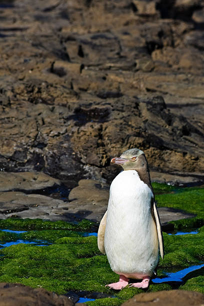 istock Yellow Eyed Penguin Posing 95863283