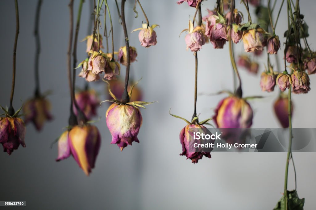 Pink and fuchsia hanging dried roses with White Background Rose - Flower Stock Photo