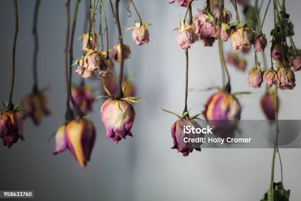Pink And Fuchsia Hanging Dried Roses With White Background Stock Photo - Download Image Now