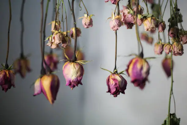 Pink and fuchsia hanging dried roses with White Background