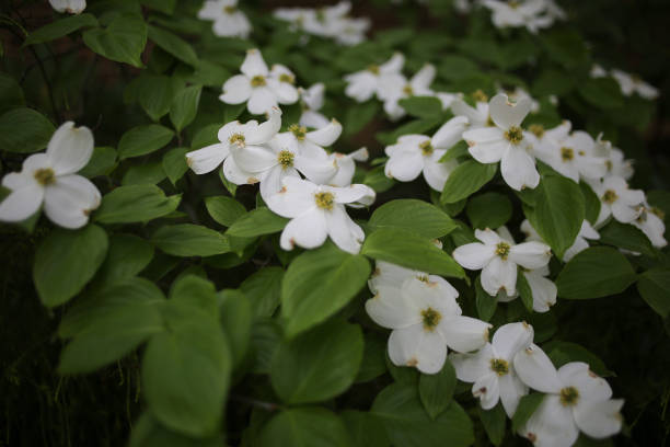 istock White Dogwood Tree Flowers 958634062