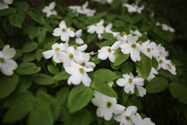 istock White Dogwood Tree Flowers 958634072